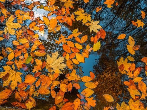 Детали осени