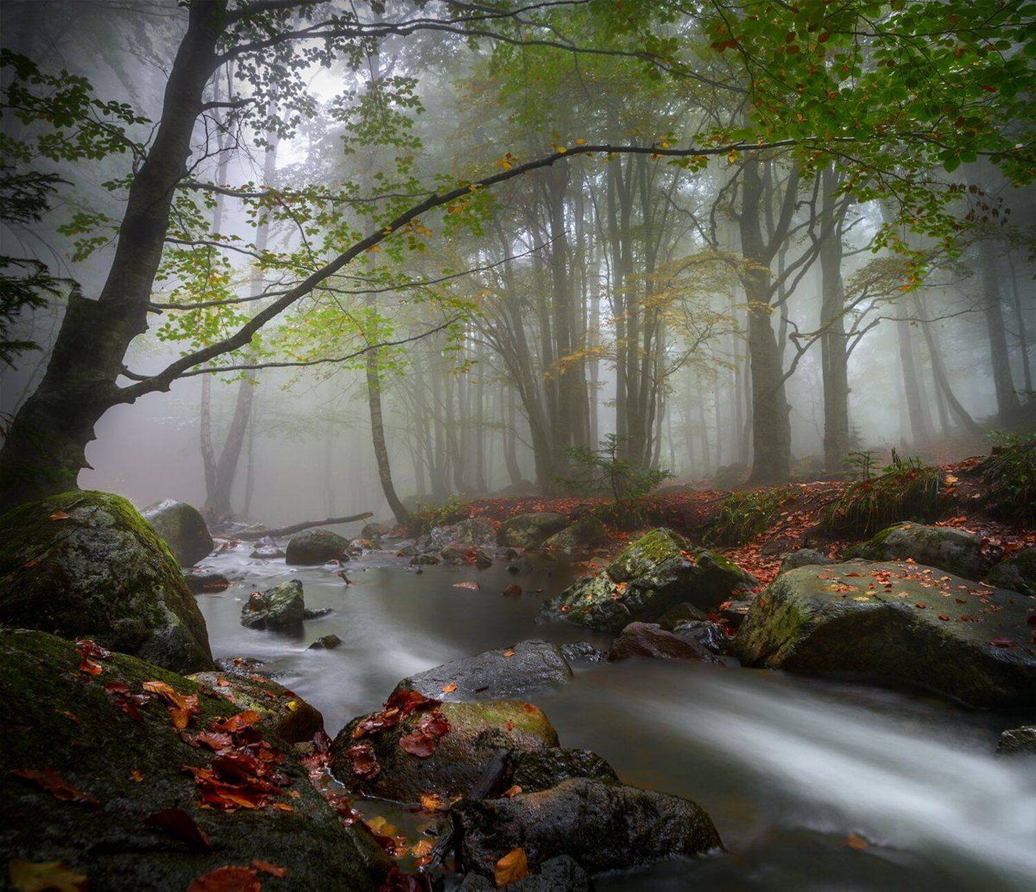 landscape nature scenery forest wood autumn river longexposure mountain rocks leaves vitosha bulgaria лес oсень, Александър Александров
