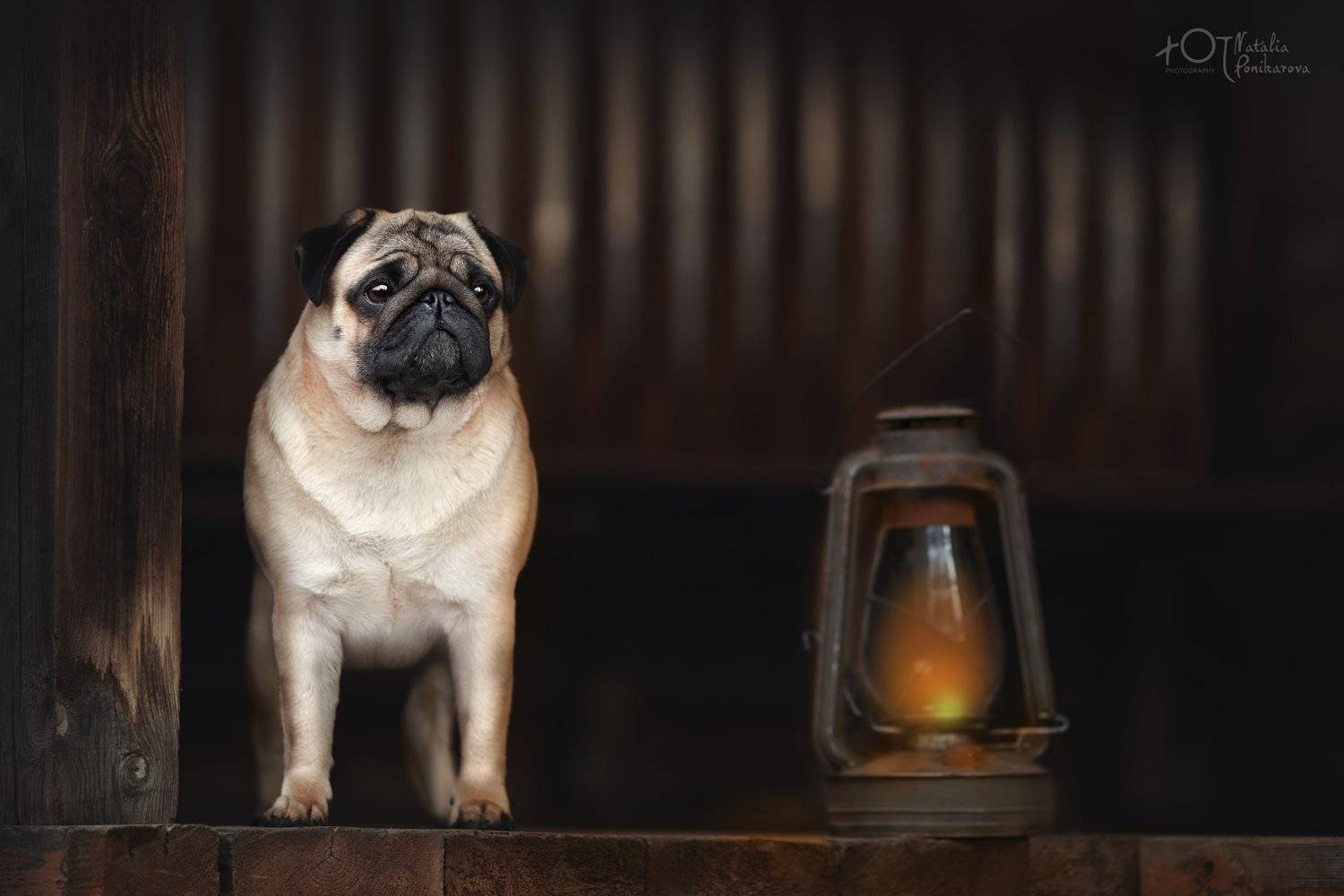 , Наталия Поникарова