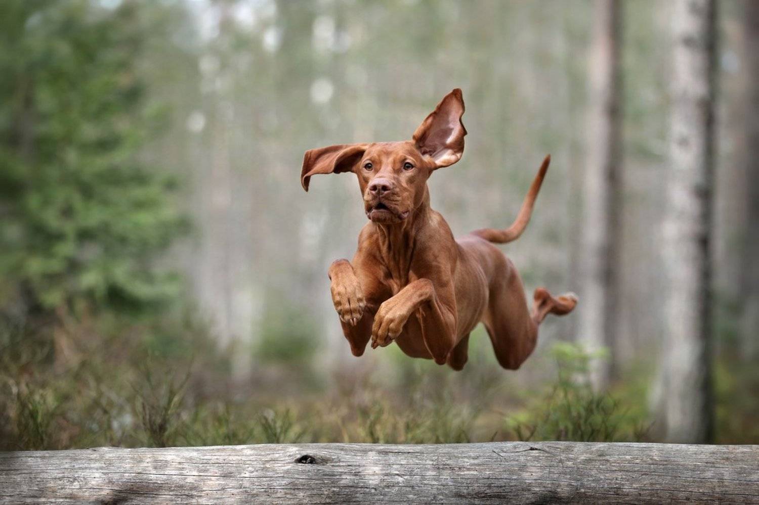 , Надежда Иванова