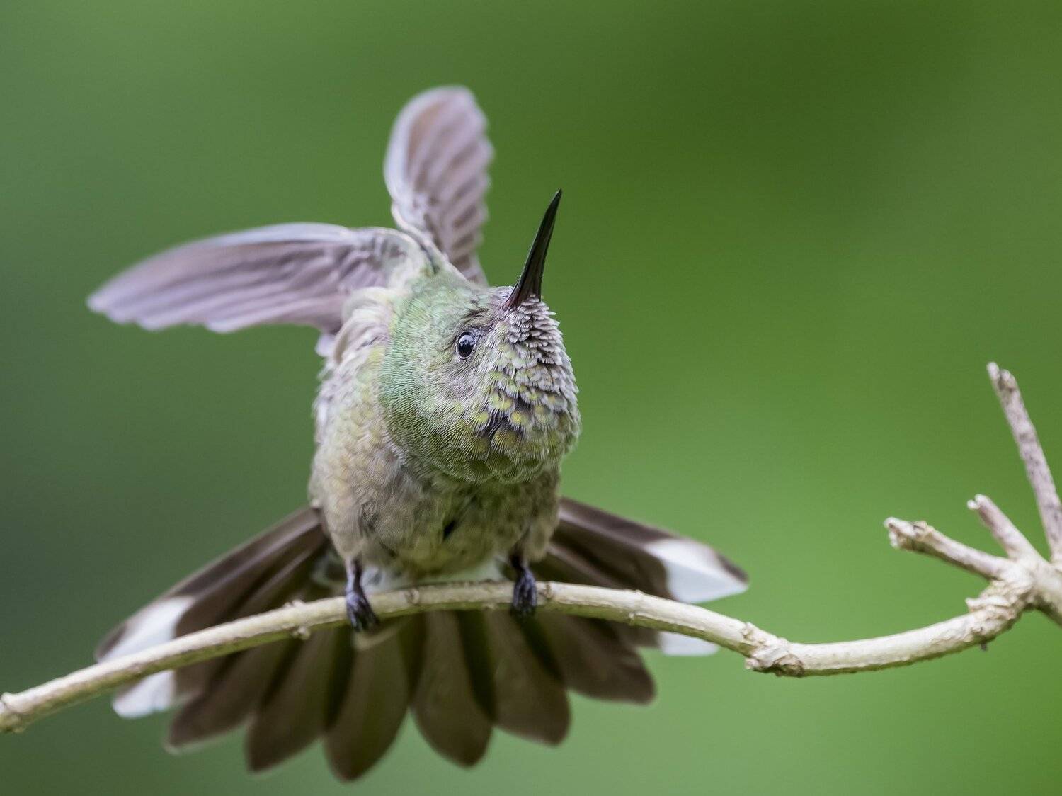 , Fernando Burgalin Sequeira