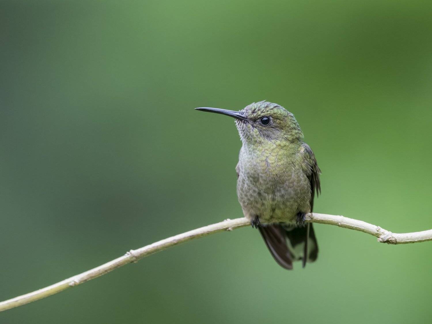 , Fernando Burgalin Sequeira