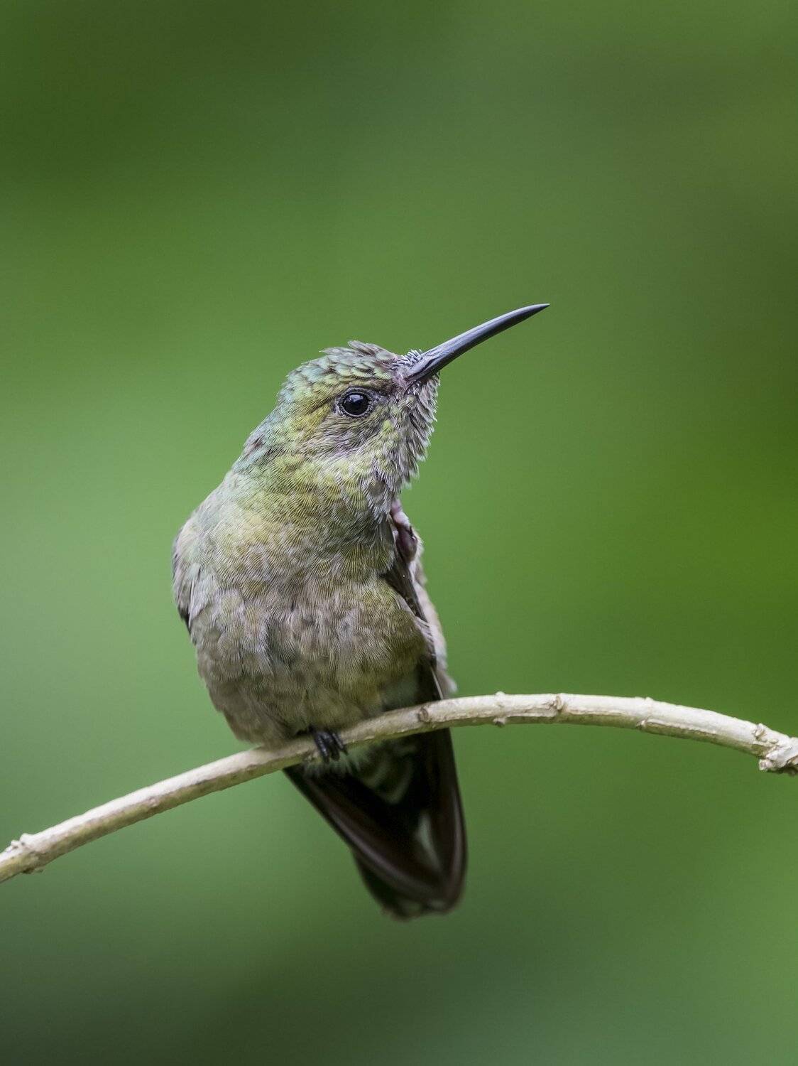 , Fernando Burgalin Sequeira