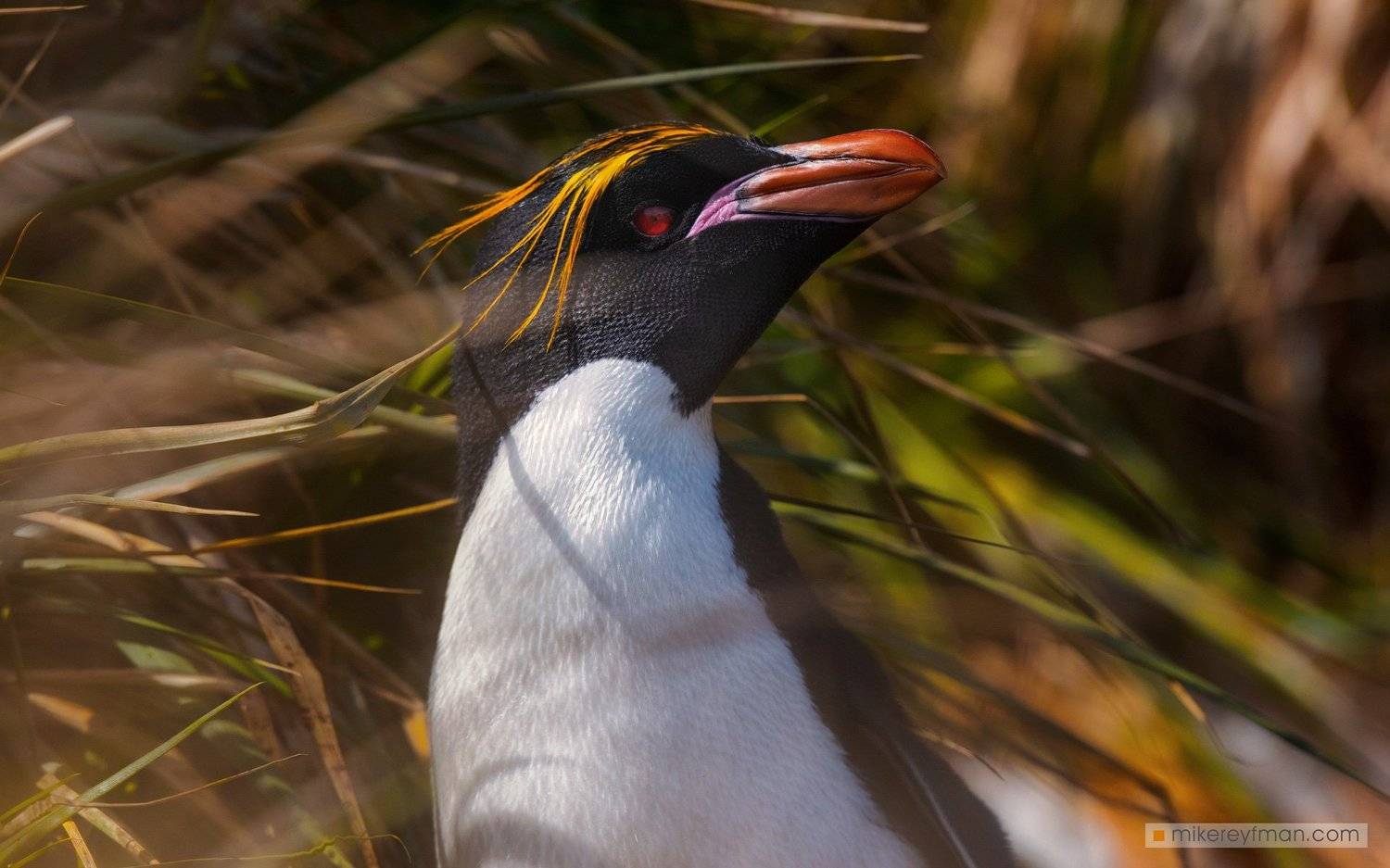 falkland island, islas malvinas, king penguin rockhopper penguin, elephant seal, magellanic penguin, macaroni penguin, gentoo penguin, black-browed albatross, southern giant petrel, Майк Рейфман