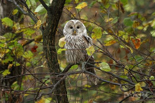 Длиннохвостая