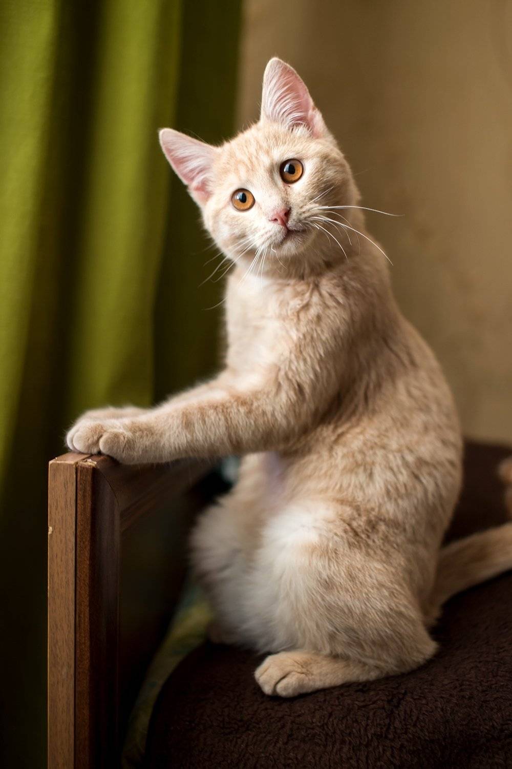 , Денис Свечников