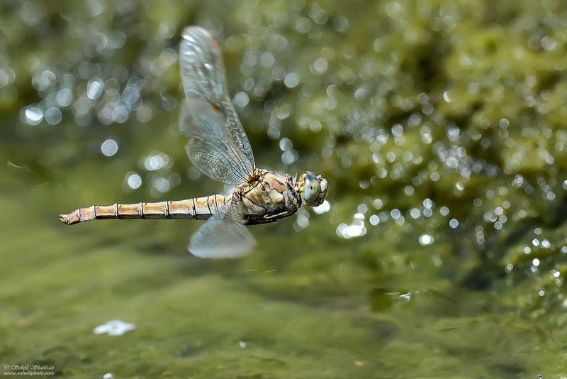 macro,macro photography, soheil shahbazi,insect Dragonfly Flight фото превью