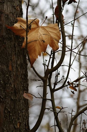 Autumn Leaf