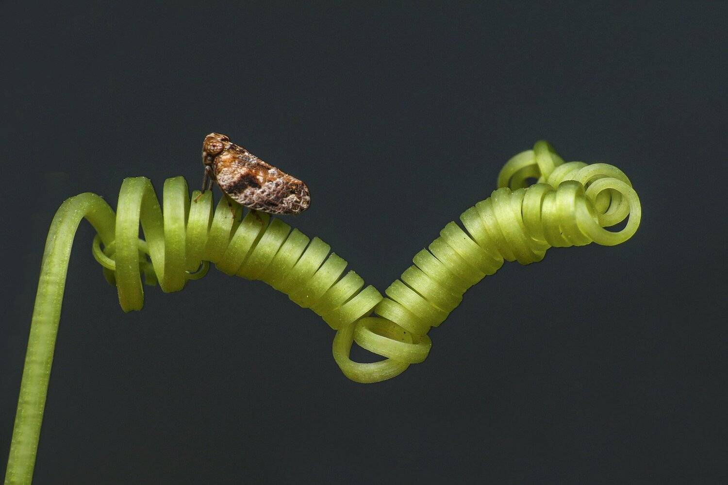 macro, close up, nature, natural, insect, small, stock, beauty, beautiful, NeCoTi ChonTin