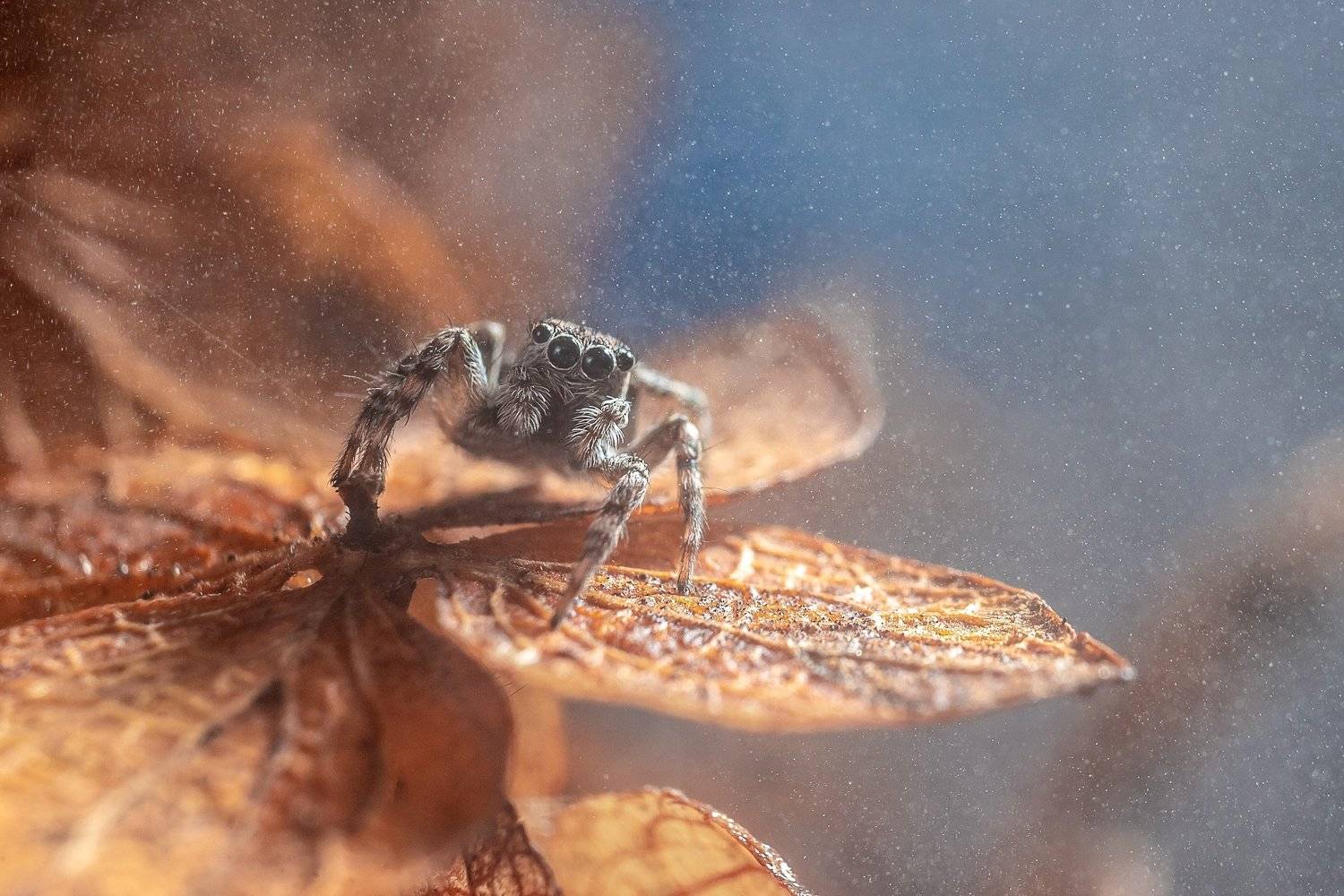 spider, jumping spider, паук, скакун, salticidae, Василий Тимофеев