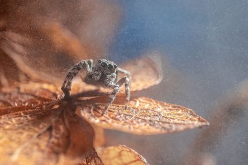 Salticidae