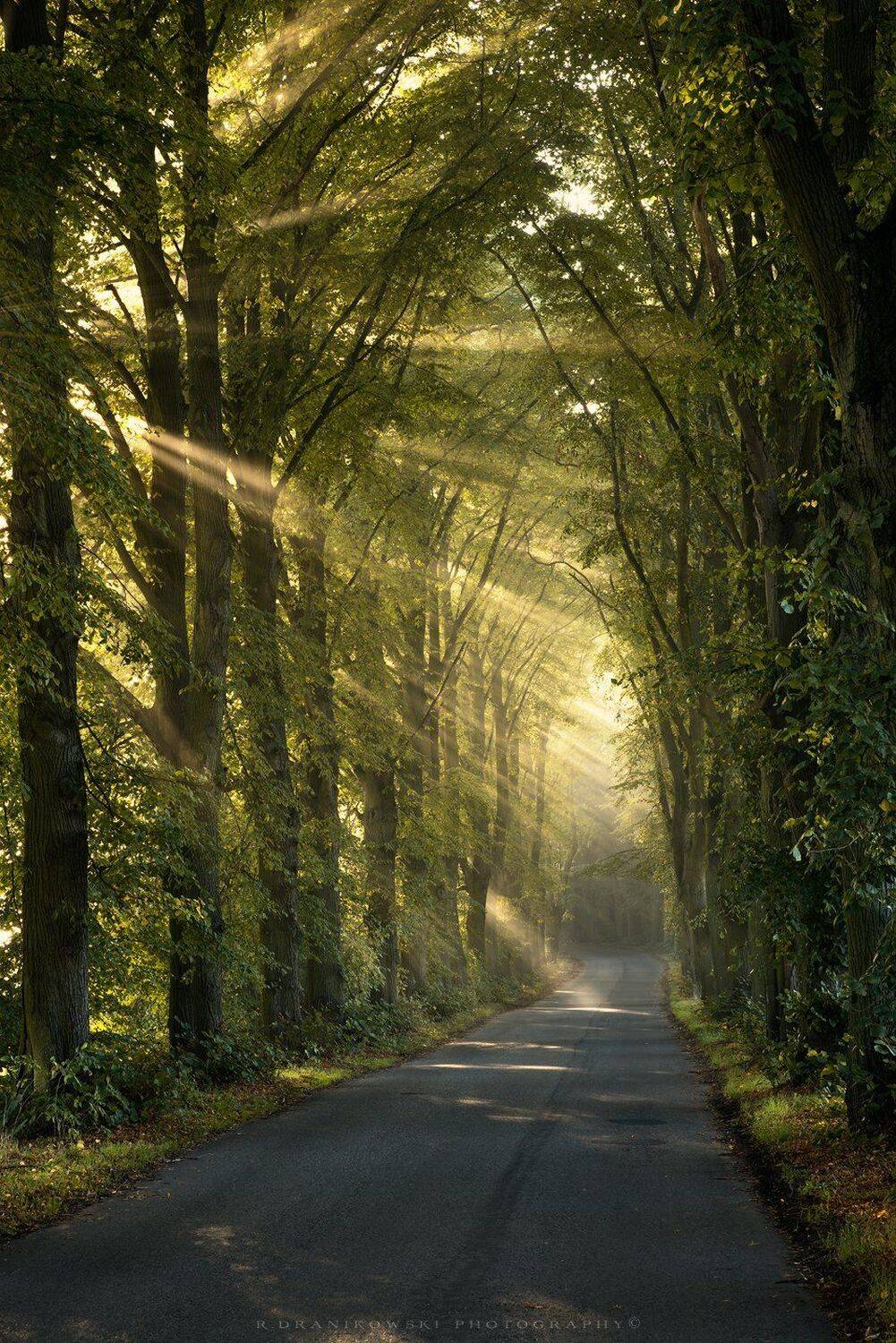 осеннее утро на дороге morning lights sunlights lightsbeams road tree autumn fall path gold sun foggy misty dranikowski, Radoslaw Dranikowski
