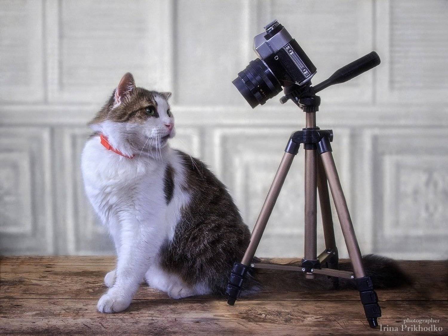 домашние животные, кот Лёва, фотокамера, , Ирина Приходько