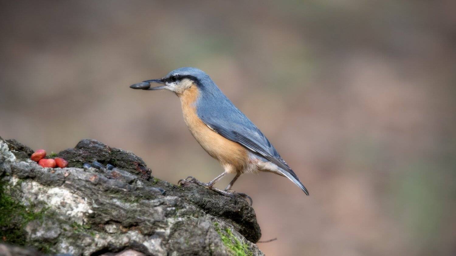 , Alexander Plekhanov