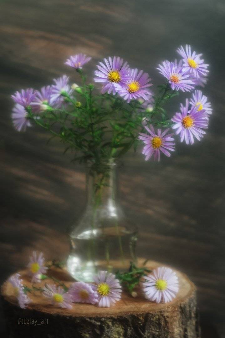 сентябрики, астры, сентябринка, астра итальянская, пень, гелиос 44, Владимир Тузлай