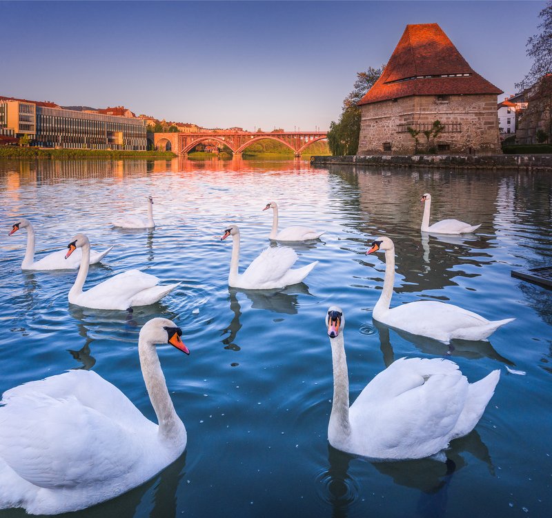 swan, slovenia, travel, sunrise, old_town, adventure, friends Making new friendships фото превью