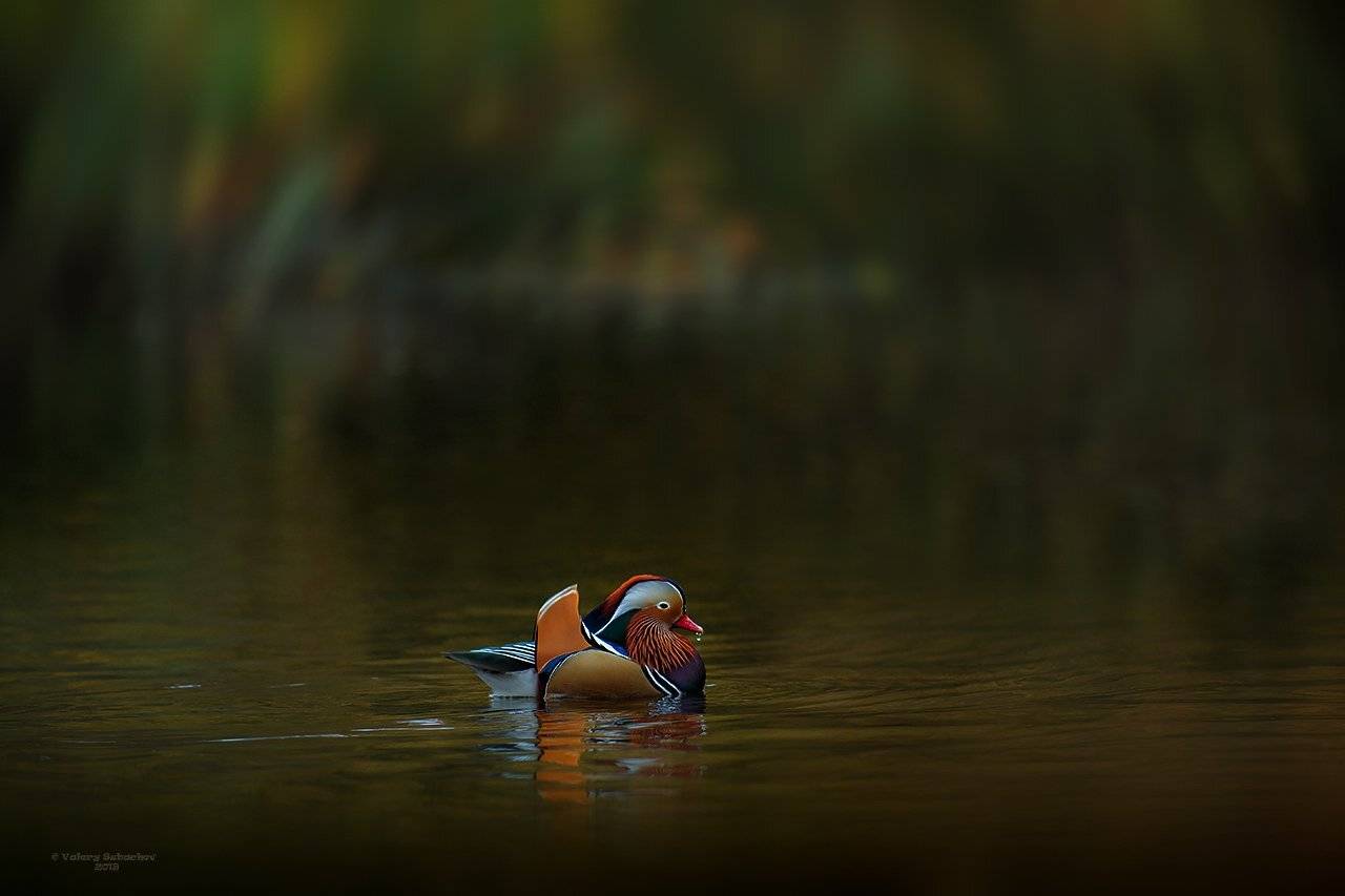 , Валерий Субачев