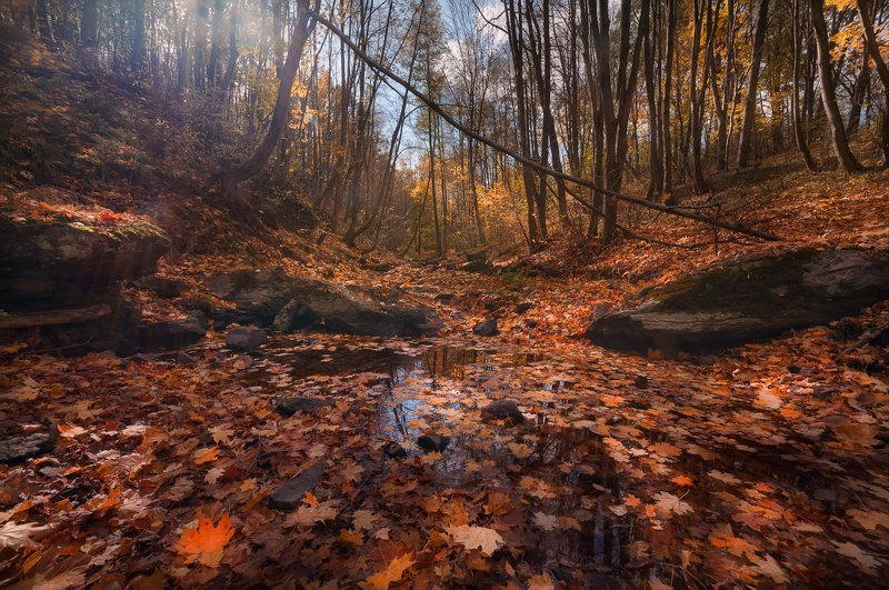 Осенний свет в лесу фото превью