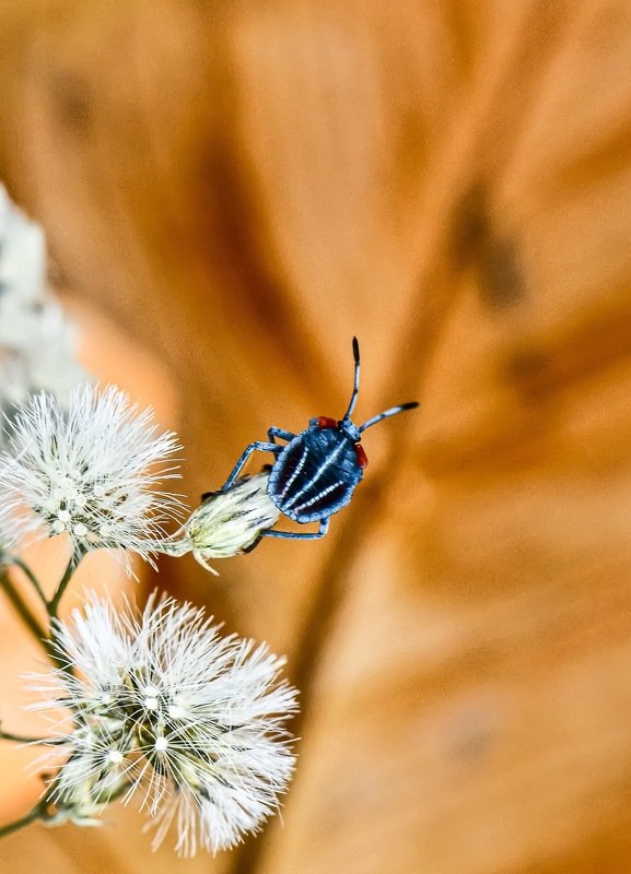 The view фото превью