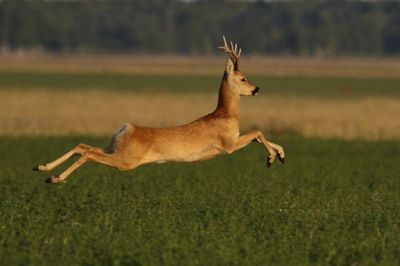 вправо, влево и алга фото превью