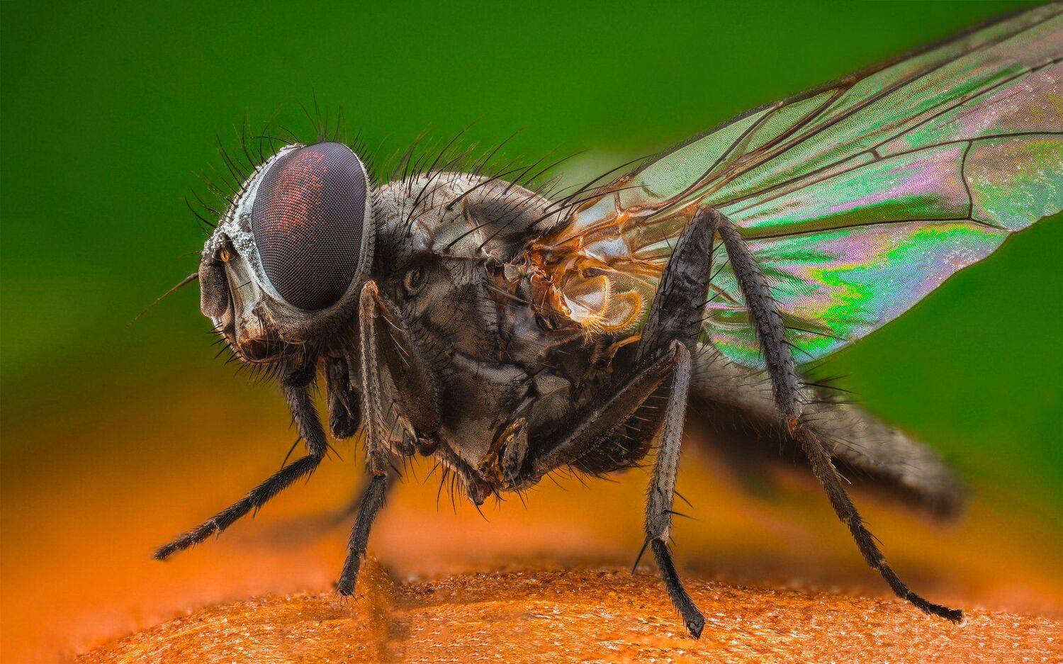 ceclii, macro, extrememacro, nikon d3400, lomo 3.7x, Tsvetan Ganev