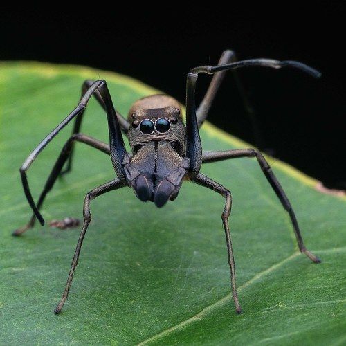 Ant mimic Spider