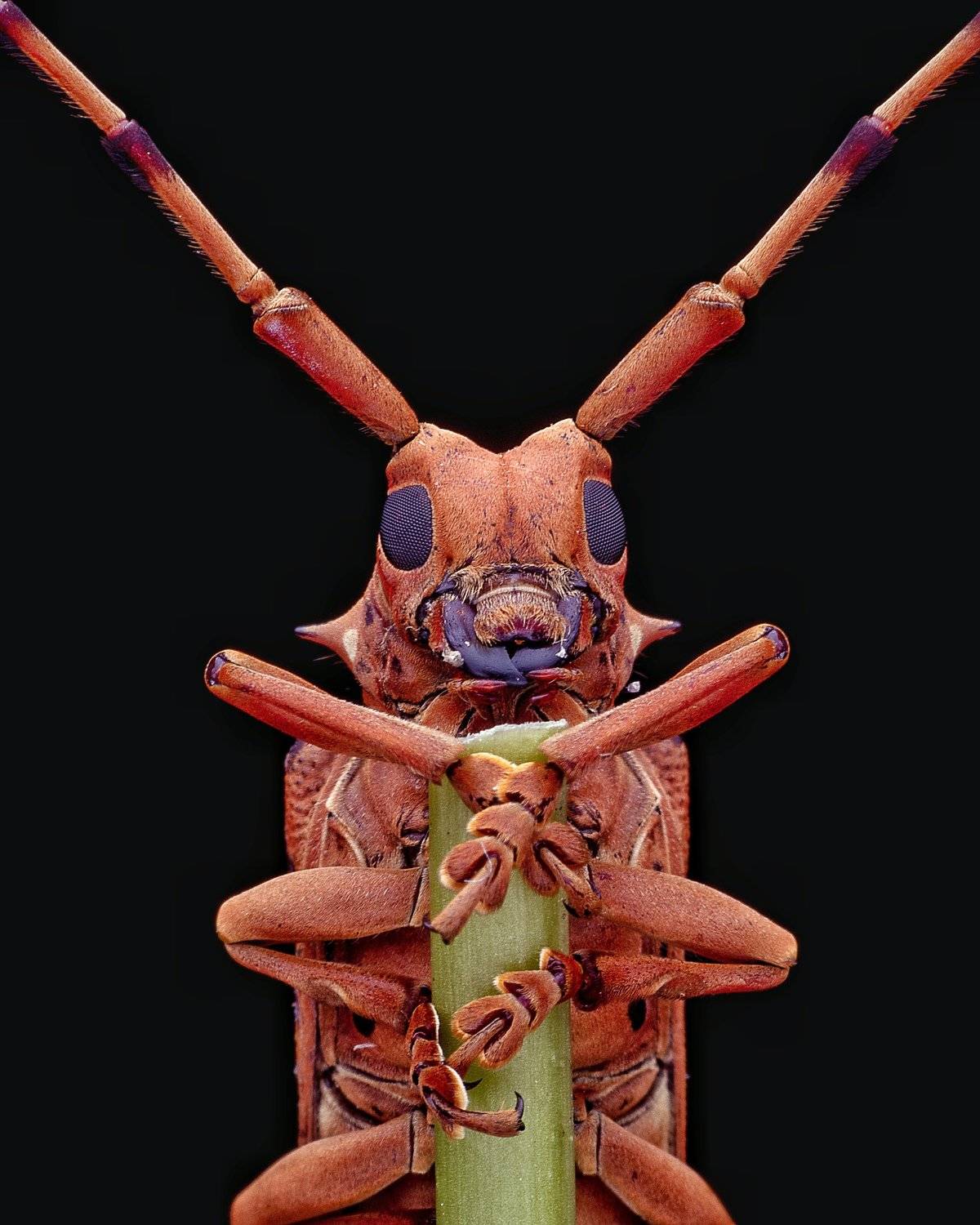 macro photography, Soujanya Bhadra