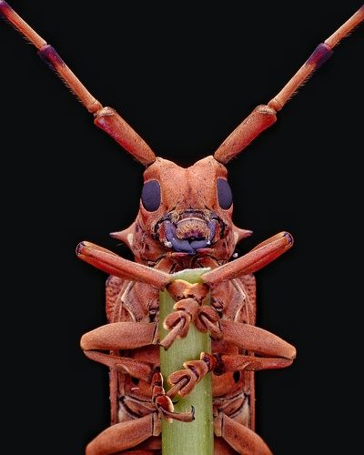Longhorn beetles