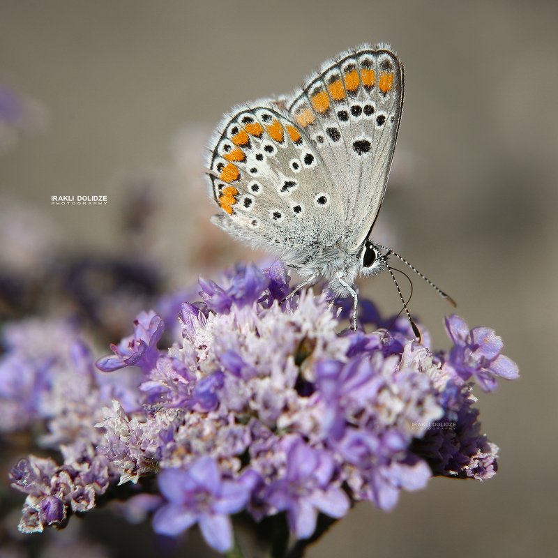 butterfly, macro, close-up, flower, macro world, photography, canon, 6d, love, nature Macro World фото превью