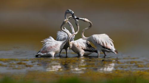 Greater flamingo