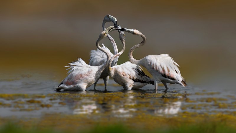 greater, flamingo, bard, Greater flamingo фото превью