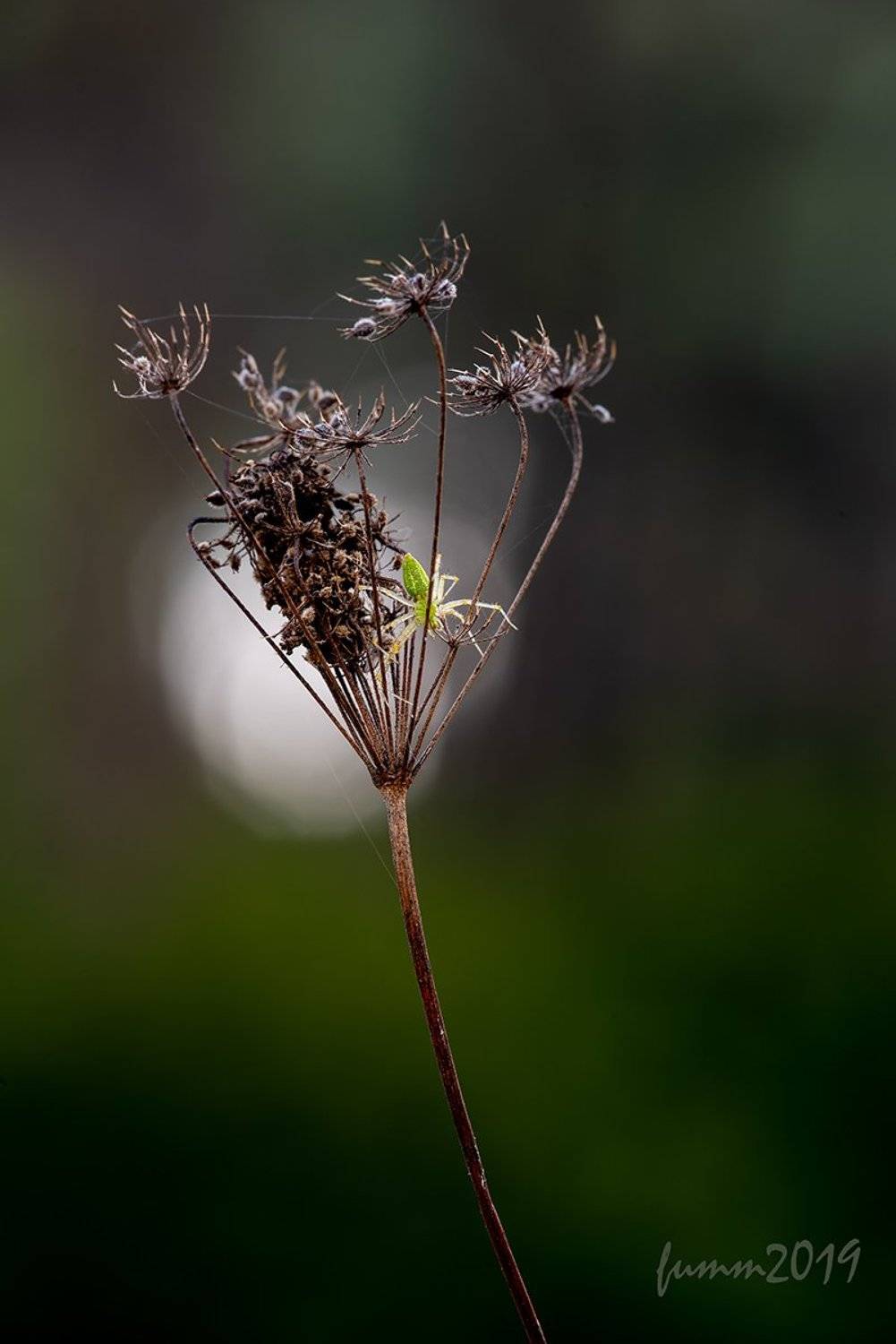 , Игорь ФУММ