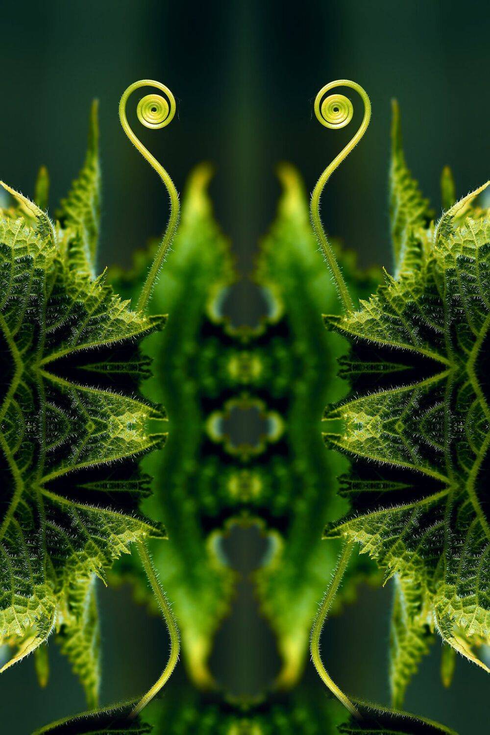 креатив, манипуляция, концепция, абстракция, цифровое, искусство, abstraction, digital, art, shrimp, Дмитрий Салтыков