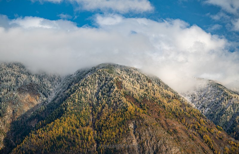 Алтайские снежники фото превью