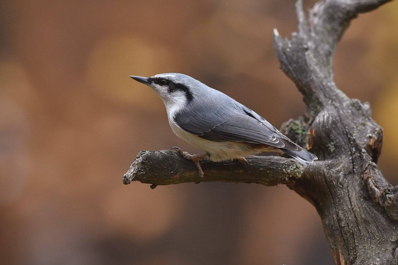 осень,поползень,бор, Иван