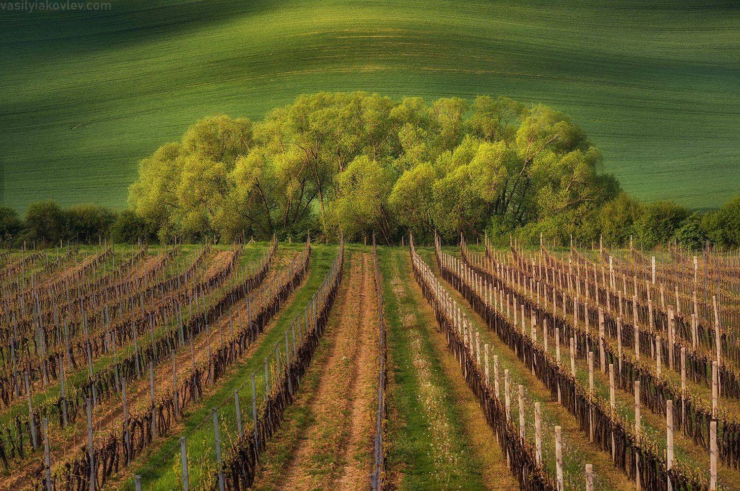 моравия, чехия, Василий Яковлев