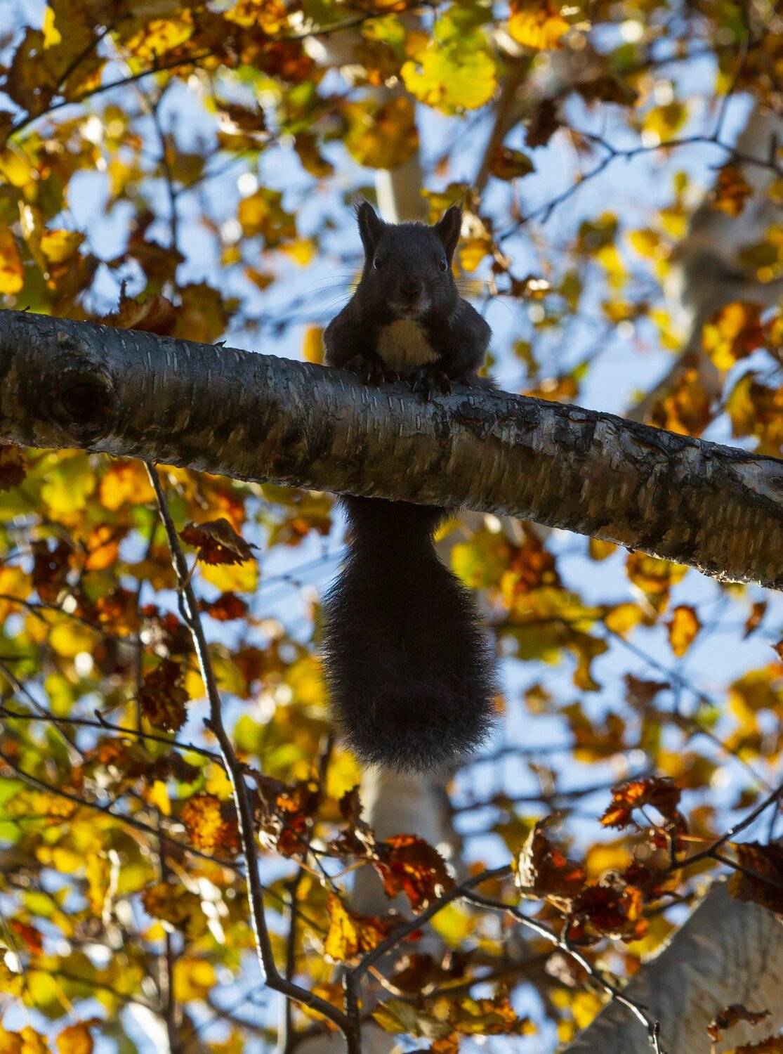 Камчатка, белка, осень, дача, красота , Александр Максин