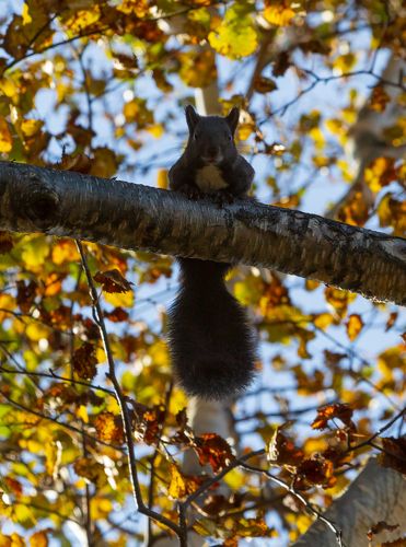 Камчатская красавица 