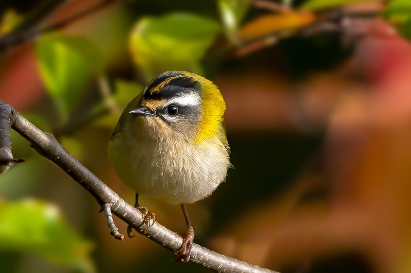 Firecrest фото превью