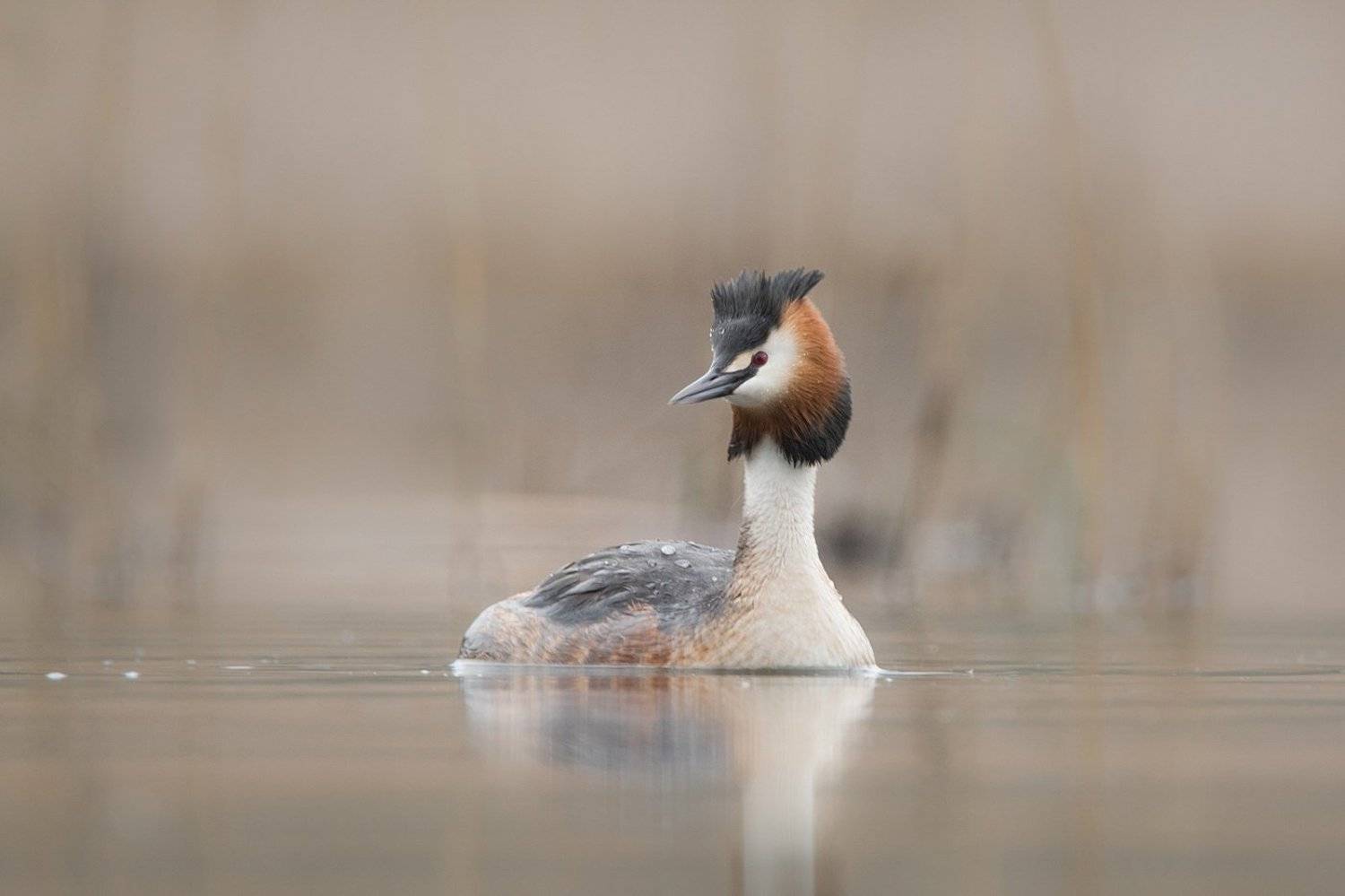 , Дмитрий Вилюнов