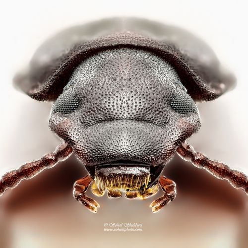 Flour beetle
