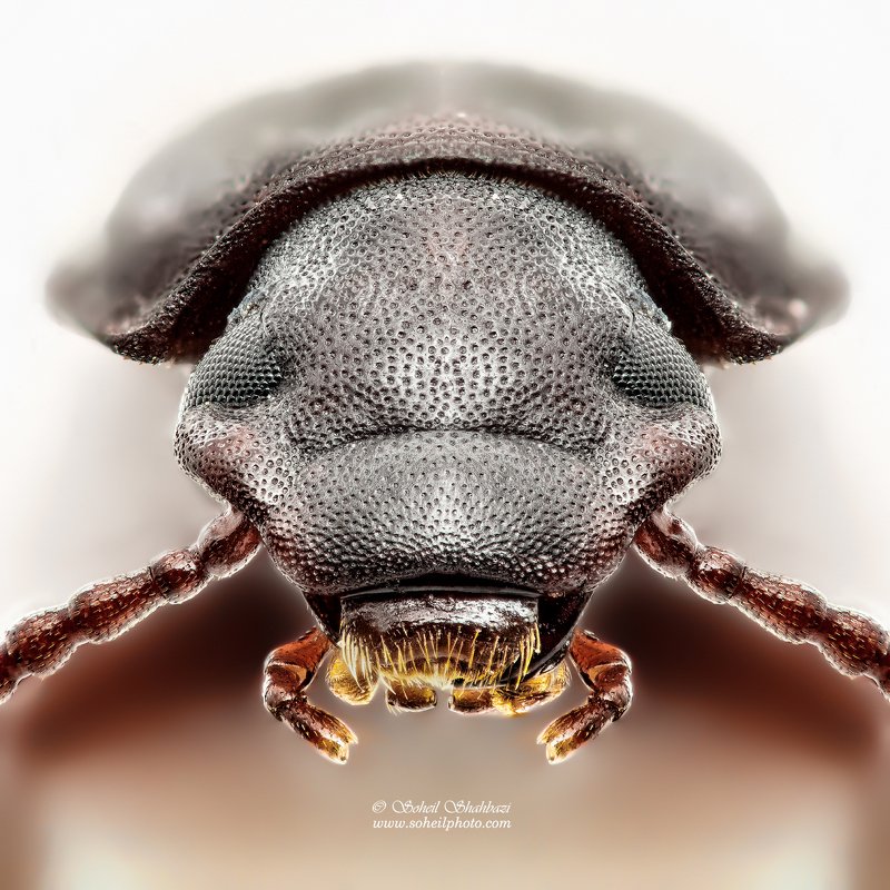 macro,macro photography, soheil shahbazi,insect Flour beetle фото превью