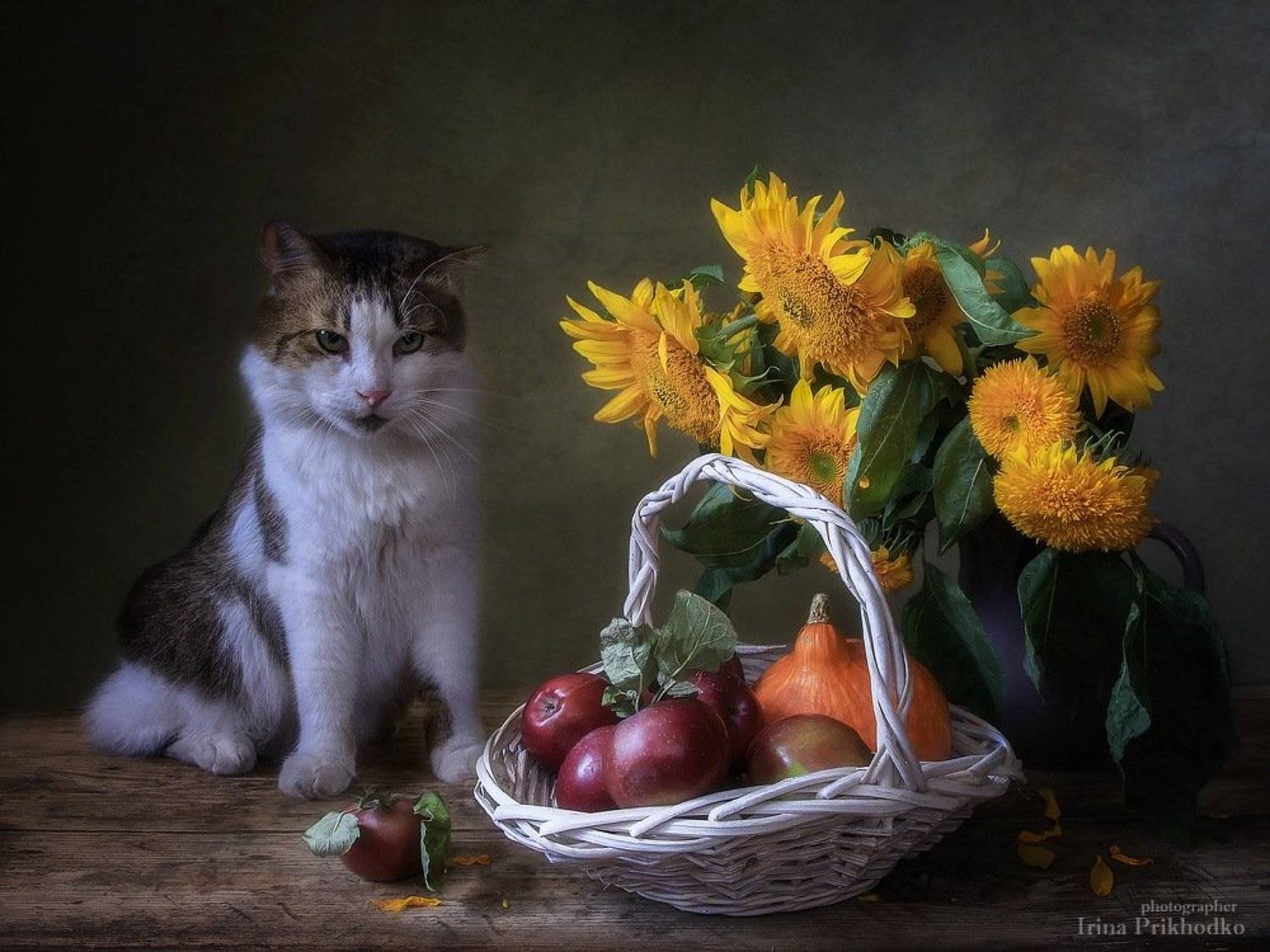 домашние животные, натюрморт, кот Лёва, яблоки, букет, подсолнухи, Ирина Приходько