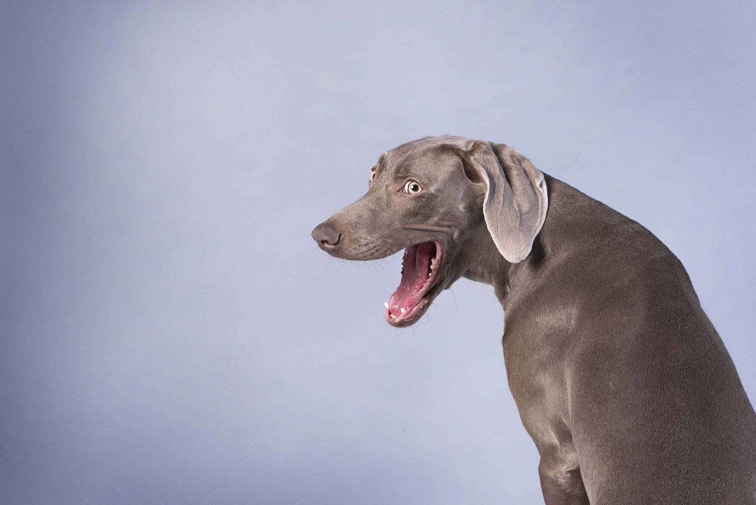 weimaraner. dog, Karina Saarestik
