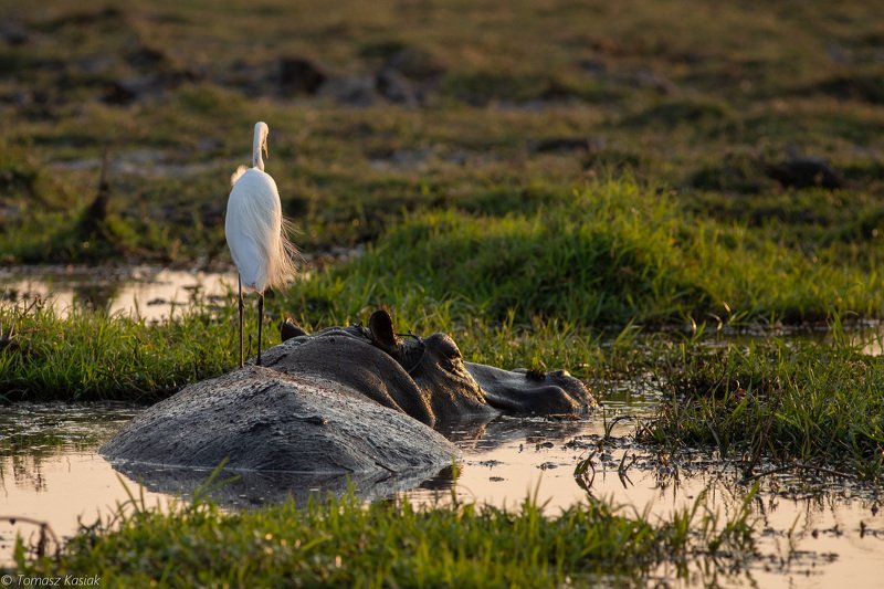 Team фото превью