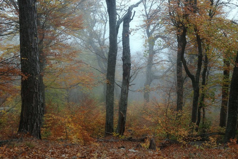 Октябрь уж наступил... фото превью