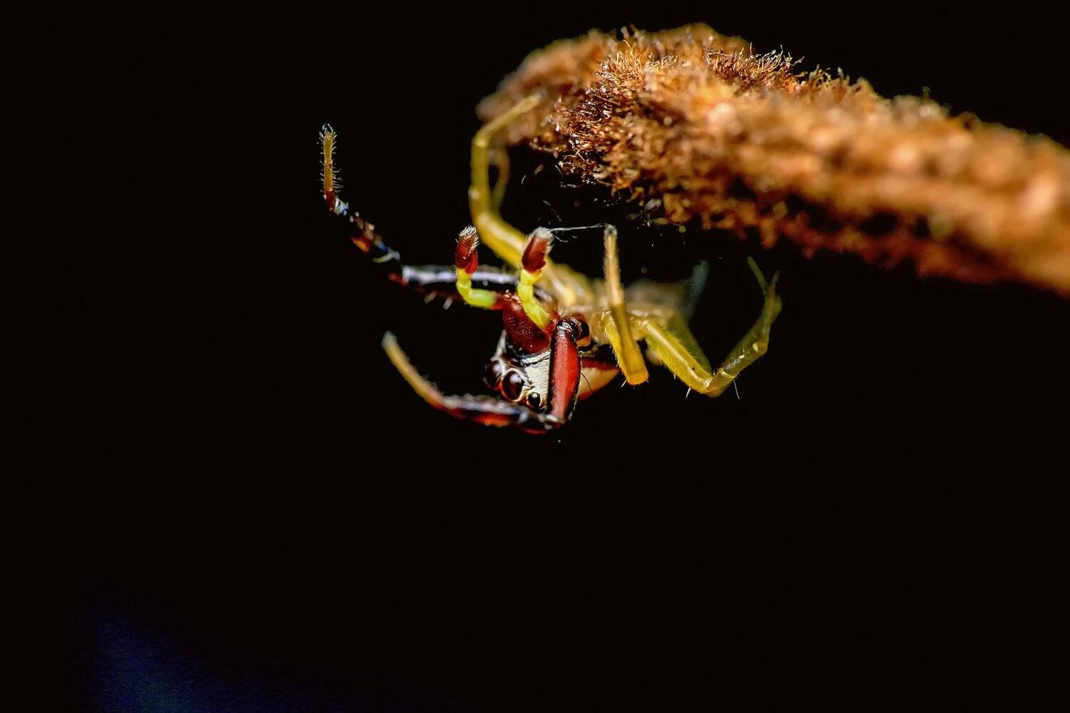 Spider. Автор: NeCoTi ChonTin Spider, macro, close up, nature, natural, insect, NeCoTi ChonTin