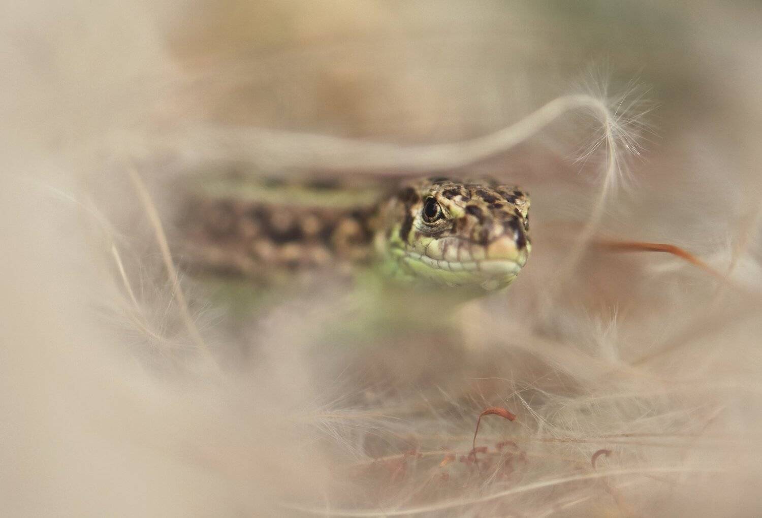 , Макеев Алексей