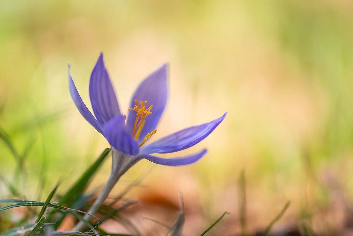 , Александр Земляной