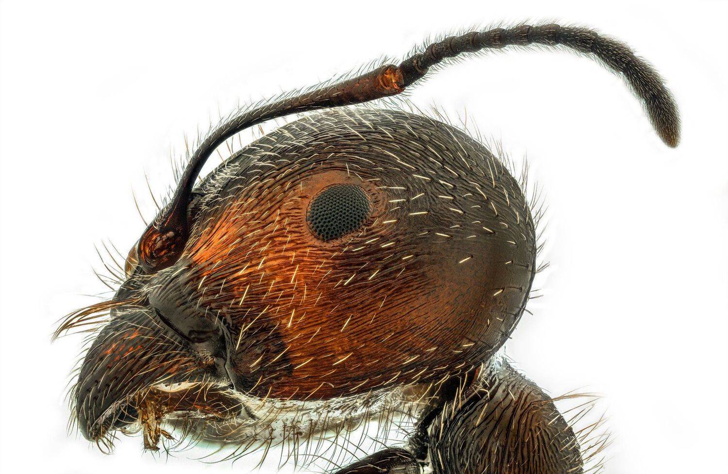 ceclii, macro, extrememacro, nikon d3400, semiplan 6.3, Tsvetan Ganev